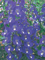 Angelonia Angelface Blue