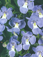 Angelonia Angelface Dresedn Blue