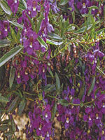 Angelonia Carita Cascade Deep Purple