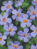 Bacopa Cabana Trailing Blue