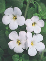 Bacopa Cabana White