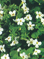 Bacopa Giant Snowflake