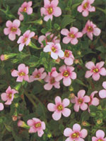 Bacopa Snowstorm Pink