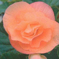 Begonia Solenia Apricot