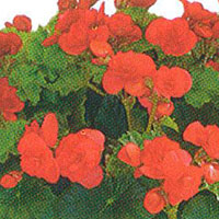 Begonia Solenia Cherry