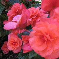 Begonia Solenia Dark Pink