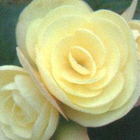 Begonia Solenia Light Yellow