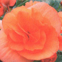 Begonia Solenia Salmon Coral