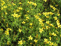 Bidens Peters Gold Carpet