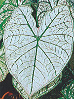 Caladium Candidum