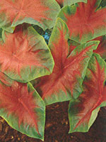 Caladium Freida Hemple