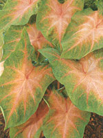 Caladium Kathleen Pink