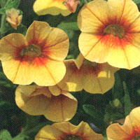 Calibrachoa Superbells  Apricot Punch