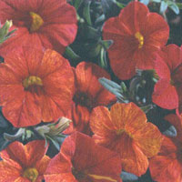 Calibrachoa Superbells Cracklin Fire