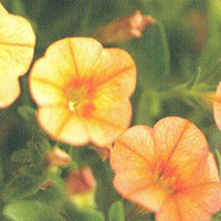 Calibrachoa Superbells Dreamsicle