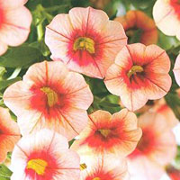 Calibrachoa Superbells  Peach