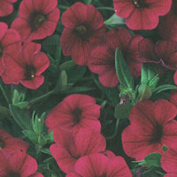 Calibrachoa Superbells Red