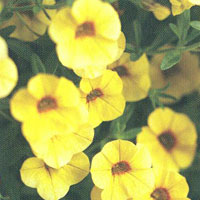 Calibrachoa Superbells Saffron