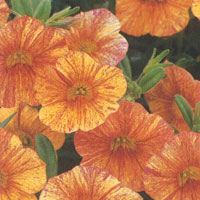 Calibrachoa Superbells Tequila Sunrise