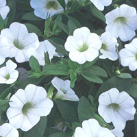 Calibrachoa Superbells White