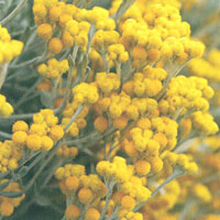 Chrysocephalum Flambe Yellow