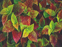 Coleus Alabama Sunset