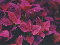 Coleus Burgundy Sun