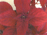 Coleus Crimson Velvet