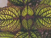 Coleus Fishnet Stockings