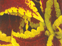 Coleus Red Coat