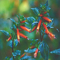 Cuphea Ignea Cigar Orange