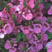 Diascia Flying Colors Trailing Antique Rose