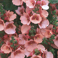 Diascia Flying Colors Apricot