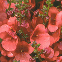 Diascia Flying Colors Orange