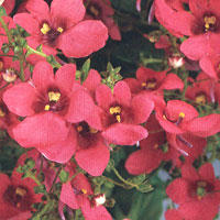 Diascia Genta Antique Red