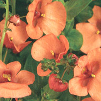 Diascia Genta Tangerine