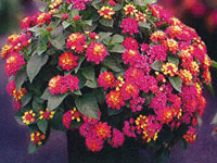 Lantana Anne Marie