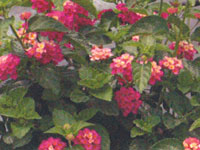 Lantana Athens Rose