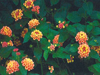 Lantana Confetti