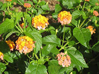 Lantana Miss Huff