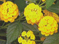 Lantana New Gold