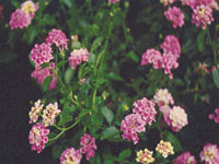 Lantana Pink Caprice