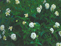 Lantana Silver Mound