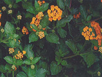 Lantana Tangerine