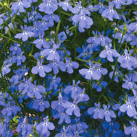 Lobelia Laguna Trailing Dark Blue