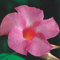 Mandevilla Alice Dupont