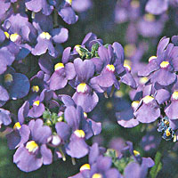 Nemesia Blue Bird