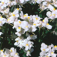 Nemesia Compact Innocence