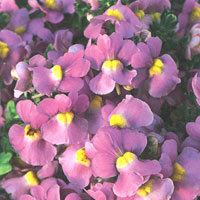 Nemesia Safari Pink