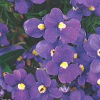 Nemesia Safari Plum